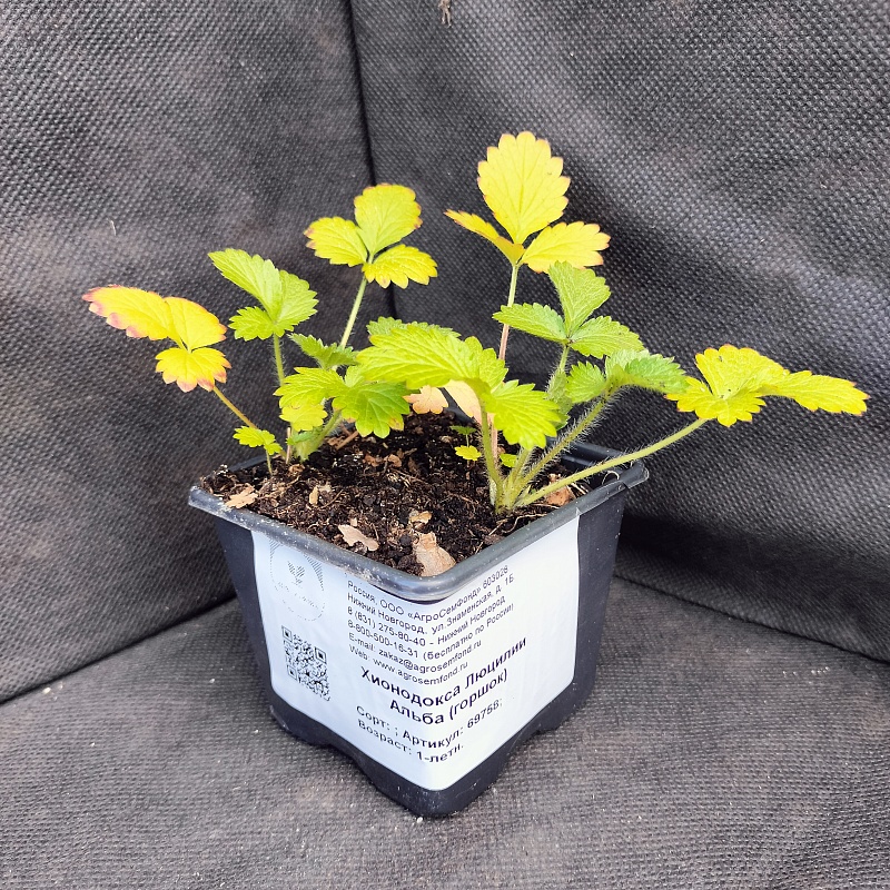 Хионодокса Люцилии Альба 1 шт Р9